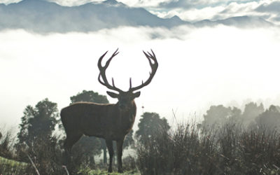 Planning On A Hunting Trip To New Zealand? When New Zealand GST Does And Doesn’t Apply