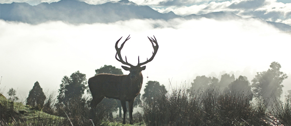 Planning On A Hunting Trip To New Zealand? When New Zealand GST Does And Doesn’t Apply